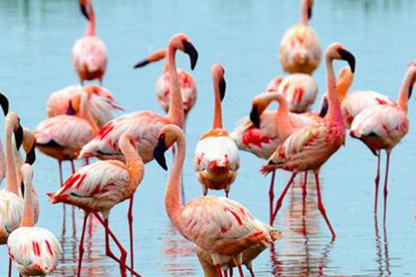 180918102948-14-flamingoes-at-lake-nakuru-photo-courtesy-kenya-tourism-board-super-169 180918102948-14-flamingoes-at-lake-nakuru-photo-courtesy-kenya-tourism-board-super-169