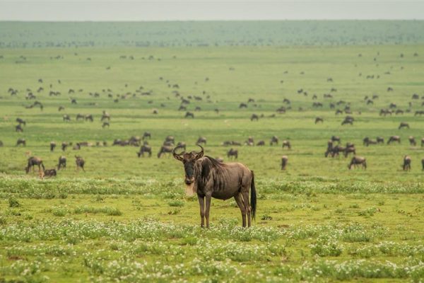 Wildlife_002-Medium Wildlife_002-Medium